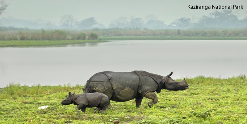 Wildlife Group Tour Package Of Kaziranga National Park From Guwahati