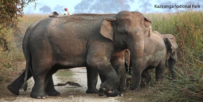 Budget Package Of Kaziranga National Park From Guwahati