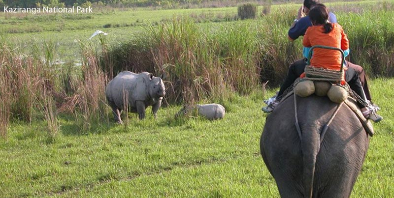 Budget Package Of Kaziranga National Park From Guwahati