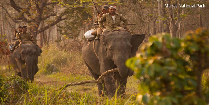 Budget Package Of Kaziranga National Park From Guwahati