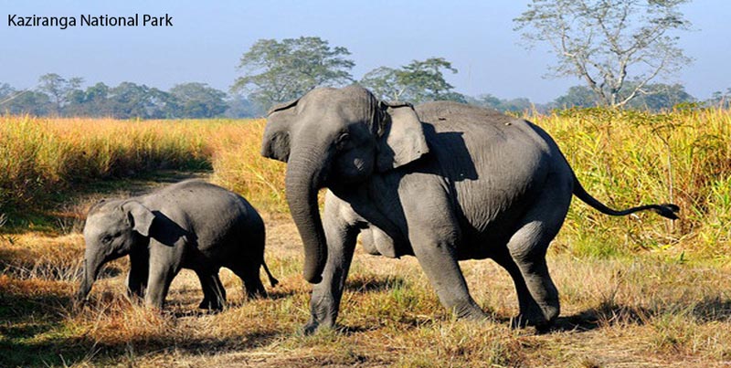 Unexplored Wildlife Trip Of Kaziranga National Park Assam