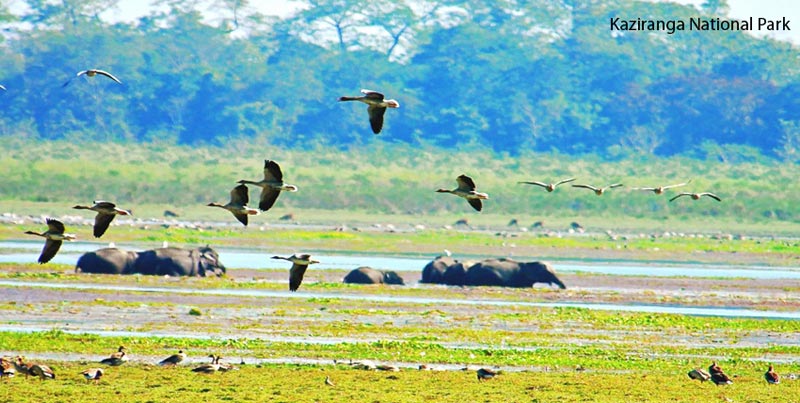Unexplored Wildlife Trip Of Kaziranga National Park Assam
