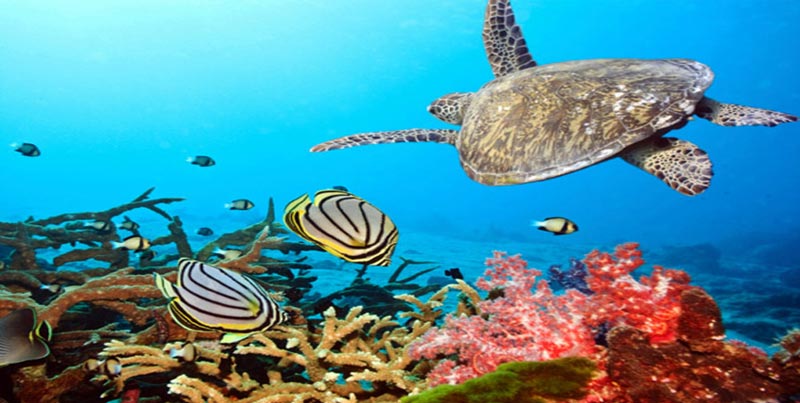 Group Tour Of Port Blair With Jolly Buoy Island Neil Island And Baratang Island Tour