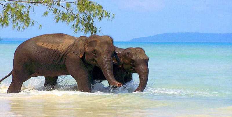 Tour Package Of Port Blair With Visit To Neil Island For Family