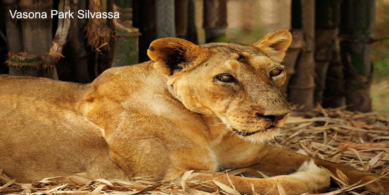 Top Budget Group Tour Package Of Daman Silvassa And Best Hill Station Of Gujarat Saputara