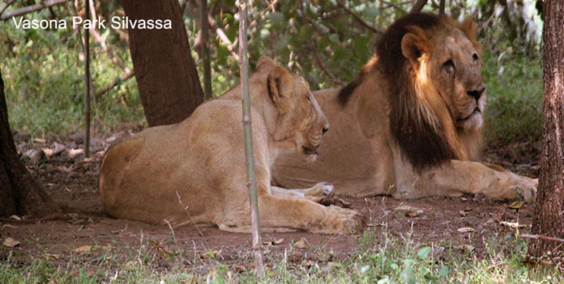 Top Budget Group Tour Package Of Daman Silvassa And Best Hill Station Of Gujarat Saputara