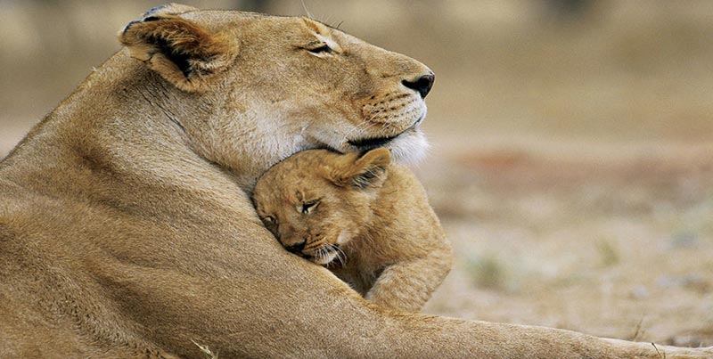 Top Group Wildlife Trip Of Sasangir With Blissful Diu Beach Of Gujarat Tour