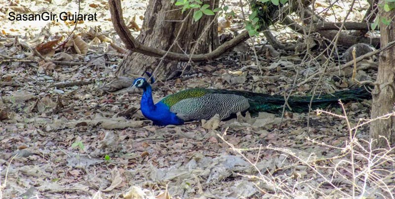 Best Ever Budget Package To Visit The Home Of Asiatic Lion Sasan gir