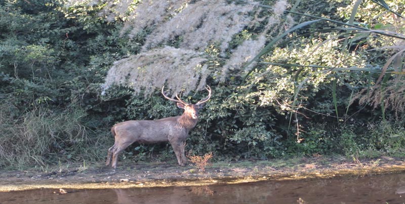Best Ever Budget Package To Visit The Home Of Asiatic Lion Sasan gir