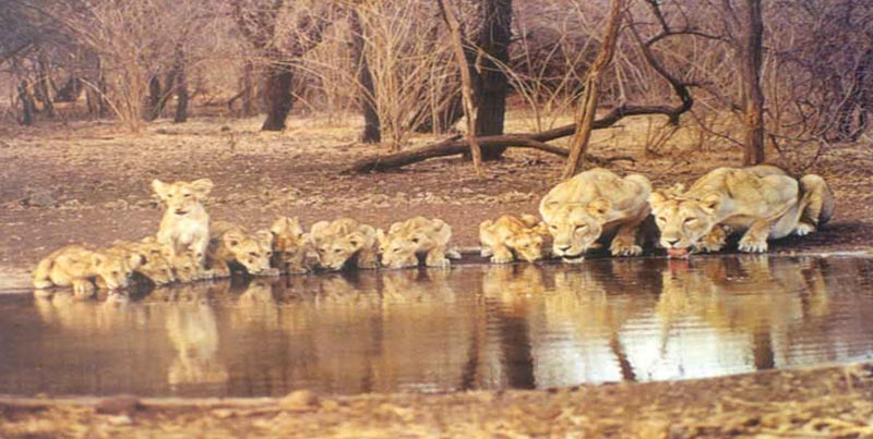Best Ever Budget Package To Visit The Home Of Asiatic Lion Sasan gir