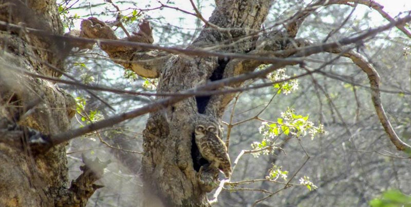 Best Ever Budget Package To Visit The Home Of Asiatic Lion Sasan gir