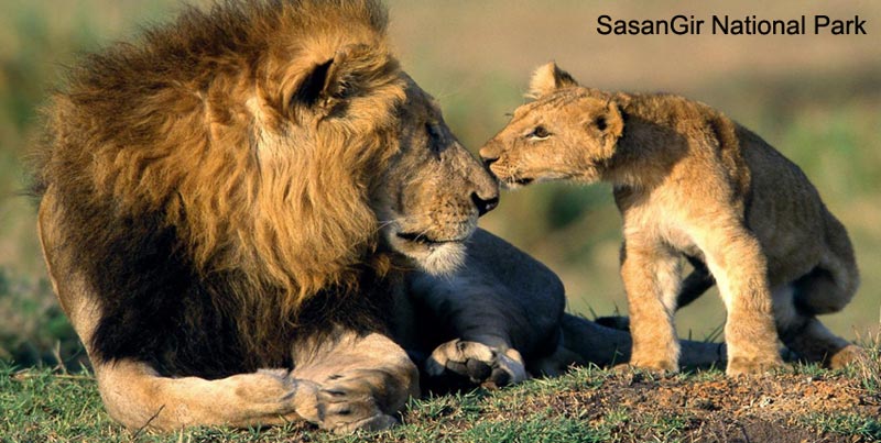 Best Ever Budget Package To Visit The Home Of Asiatic Lion Sasan gir