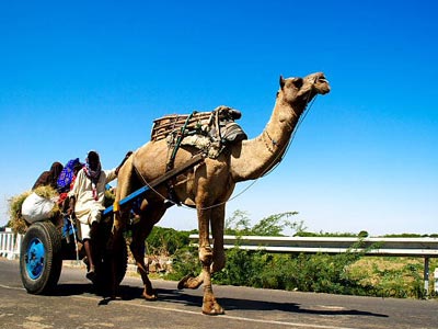 Deluxe Group Package Tour Of Gujarat With Wild Life Of Gir And Temples Of Somnath