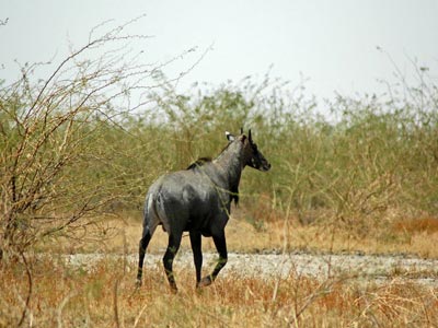 Deluxe Group Package Tour Of Gujarat With Wild Life Of Gir And Temples Of Somnath