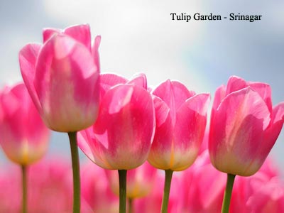 Outstanding Kashmir Srinagar With Pahalgam Gulmarg And Sonmarg