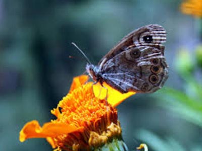 Enchanting Tirthan Valley Tour Of Himachal Pradesh