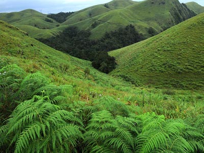 Mini Kerala Family Tour Of Cochin With Munnar And Thekkady