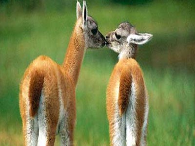 Mini Kerala Family Tour Of Cochin With Munnar And Thekkady