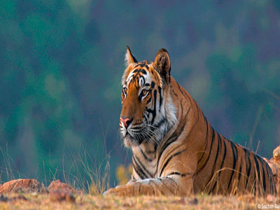 Wonderful Khajuraho Experience With Flora & Fauna Of Bandhavgarh Tour 