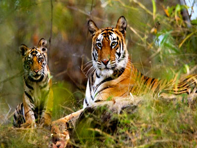 Wonderful Khajuraho Experience With Flora & Fauna Of Bandhavgarh Tour 