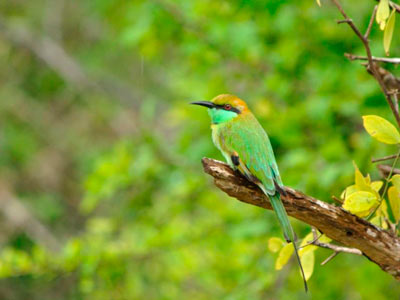 Wonderful Khajuraho Experience With Flora & Fauna Of Bandhavgarh Tour 