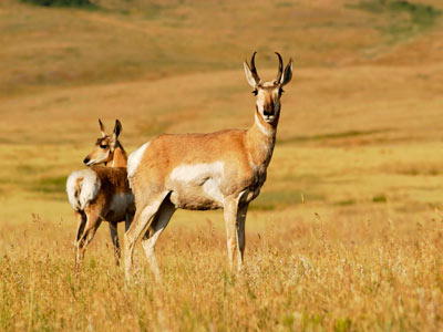 Wonderful Khajuraho Experience With Flora & Fauna Of Bandhavgarh Tour 