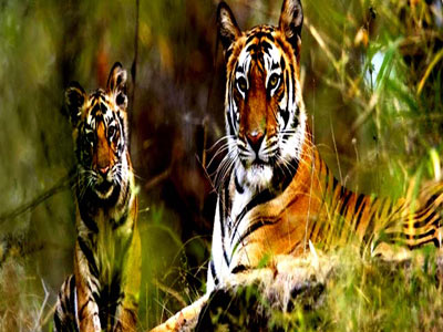 Flora And Fauna Of Corbett With Sparkling Nainital Tour