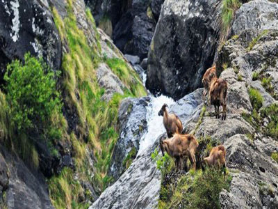 Captivating Tirthan Valley Trip of Himachal Pradesh