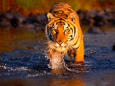 Flora & Fauna Of Unexplored Ranthambore Rajasthan Tour 