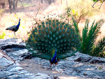 Flora & Fauna Of Unexplored Ranthambore Rajasthan Tour 