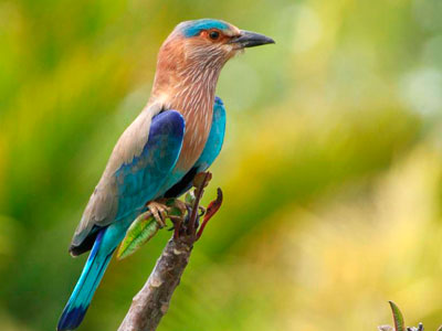 Flora & Fauna Of Unexplored Ranthambore Rajasthan Tour 