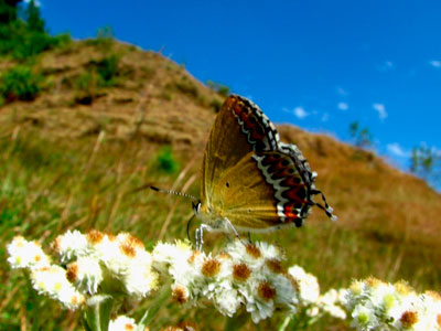 Sparklers Of Uttarakhand - Lansdowne - Ranikhet - Kausani Tour 