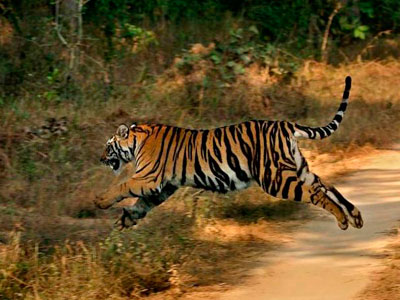 Flora & Fauna Of Unexplored Ranthambore Rajasthan Tour