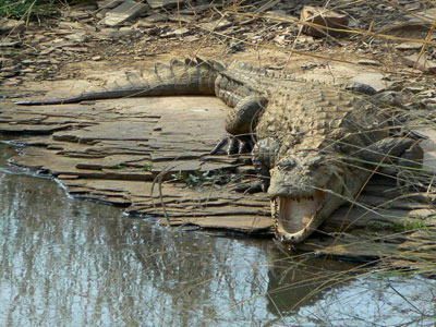 Flora & Fauna Of Unexplored Ranthambore Rajasthan Tour