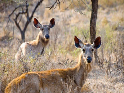 Flora & Fauna Of Unexplored Ranthambore Rajasthan Tour