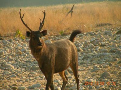Wildlife Of Jim Corbett With Sparkling Nainital Uttarakhand  