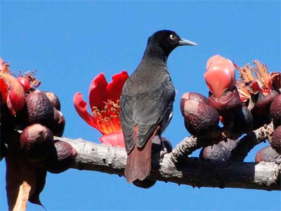 Beautiful Binsar Uttarakhand Tour Package Of Camping   