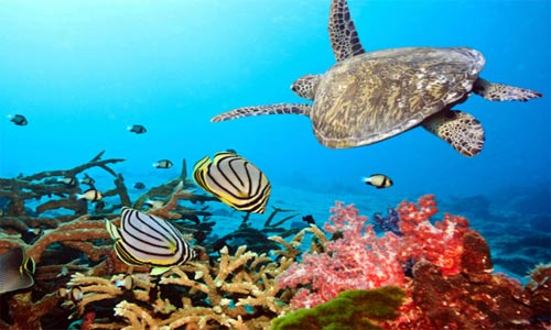 Premium Budget Tour Package Of Port Blair With Jolly Buoy Island For Groups 