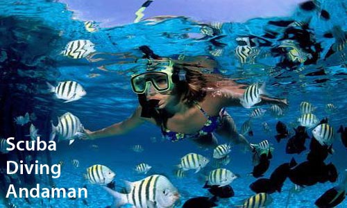 Premium Budget Tour Package Of Port Blair With Jolly Buoy Island For Groups 