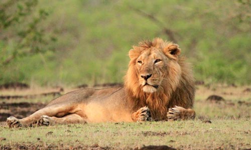 Top Package To Visit The Home Of Asiatic Lion At Sasangir Gujarat With Friends