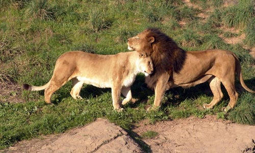 Top Package To Visit The Home Of Asiatic Lion At Sasangir Gujarat With Friends