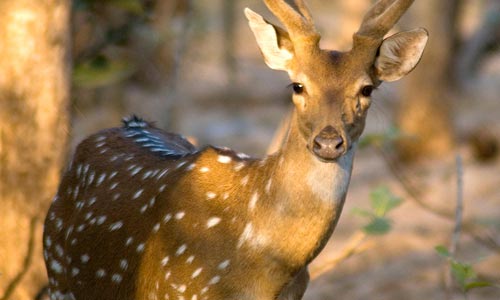 Top Package To Visit The Home Of Asiatic Lion At Sasangir Gujarat With Friends