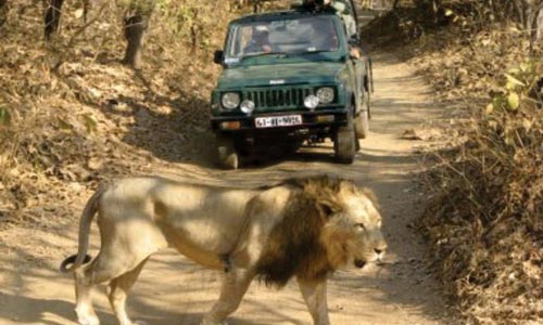 Top Package To Visit The Home Of Asiatic Lion At Sasangir Gujarat With Friends