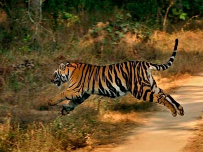 Flora & Fauna Of Unexplored Ranthambore Rajasthan Tour