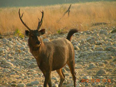 Budget Package Of Flora & Fauna Of Jim-Corbett