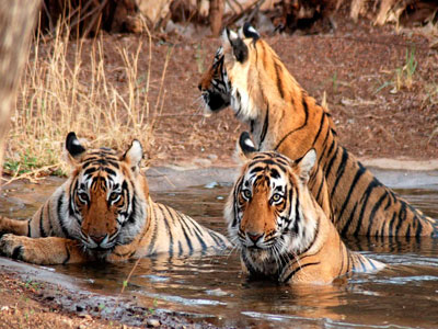 Budget Package Of Flora & Fauna Of Jim-Corbett