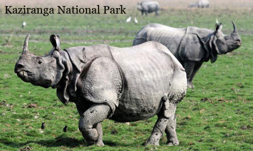 Best Group Package of North East For Shillong Cherrapunji Kaziranga And Guwahati Tour