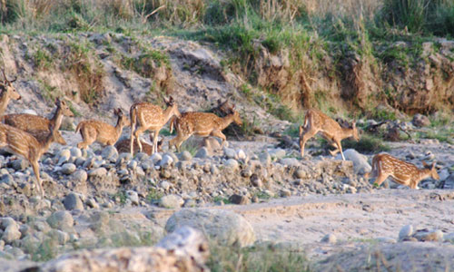 Best Couple Package Of Flora & Fauna Of Jim - Corbett