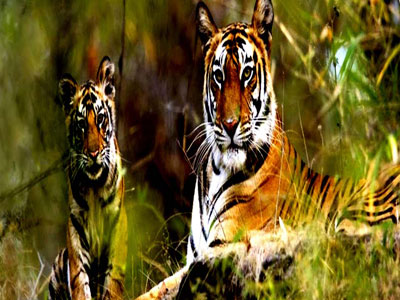 Best Couple Package Of Flora & Fauna Of Jim - Corbett