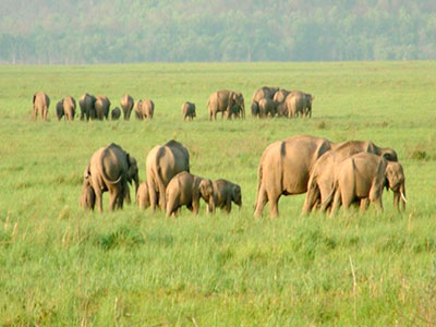Best Couple Package Of Flora & Fauna Of Jim - Corbett